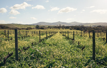 Where some see green, others see gold. luscious green plants growing on a farm.