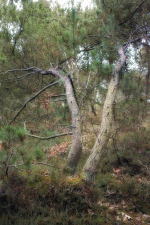 Forest wilderness. Uncultivated forest wilderness in Denmark - Odde Natural Park.