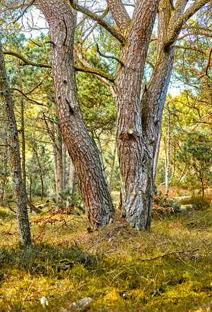Forest wilderness. Uncultivated forest wilderness in Denmark - Odde Natural Park.の写真素材