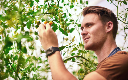 Theyre growing way faster than I expected. a handsome young farmer looking at his growing crop of tomatoes in the fields at his farm.の写真素材