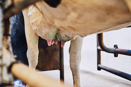 Mother cows need to be milked regularly. Low angle shot of a cows udder inside a dairy factory.の写真素材