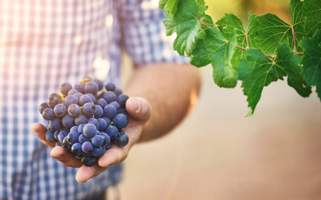 They are fully ripe. a man holding a bunch of grapes from his vineyard.