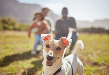 Portrait, dog and outdoor nature with family in forest or park play, fun and freedom in summer. Canine puppy, pet and animal in grass field, free and walking with people on countryside environmentの写真素材