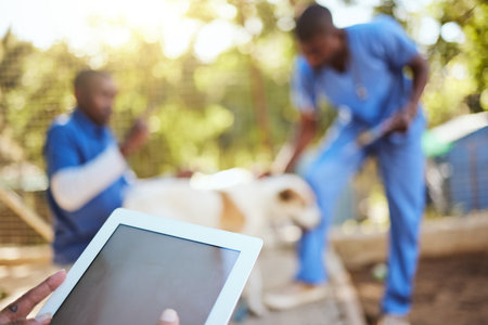 Veterinary, animals and vet with digital tablet in shelter doing check up, examination and taking care of dog. Healthcare, support and medical team working together in animal shelter with technologyの写真素材