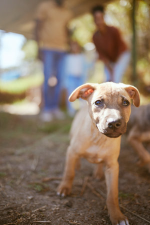 Portrait of dog walking at animal shelter, pet care and healthy animal ready for adoption. Love, friendship and growth, cute happy puppy on nature walk with family in summer looking for a future homeの写真素材