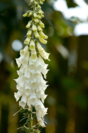 Colorful foxgloves - digitalis purpurea. Foxgloves (digitalis purpurea) in full bloom.