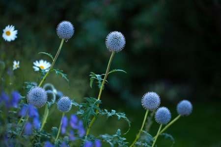 Beautiful budding flowers. garden flowers growing outside.の写真素材