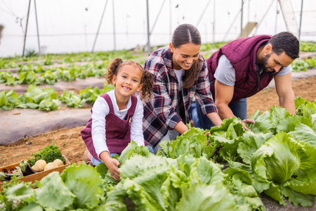 Mother, father and girl farming, in greenhouse and vegetables for health to harvest, fresh produce and organic food picking. Family, parents and kid doing agriculture, healthy and community garden.の写真素材