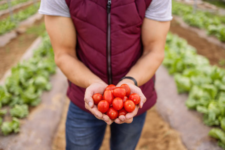 Farmer, hands with tomato and eco friendly food produce, for organic farming and health. Agriculture, nutrition and natural diet for sustainability, wellness or holding vegetables for harvest growth.の写真素材
