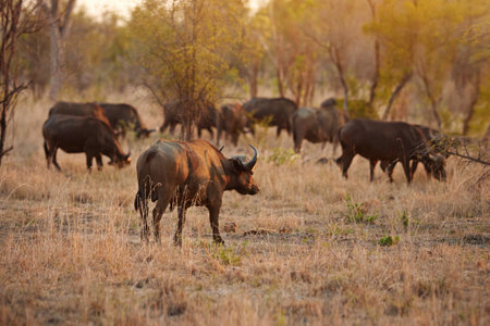 Part of the herd. Full length shot of a group of buffalo on the African plains.の写真素材