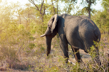 Elephants really are such majestic creatures. Full length shot of an elephant in the wild.