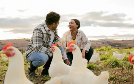 Farming, poultry and people with chicken outdoors doing check and feeding livestock. Agriculture, sustainability and man and woman working on poultry farm for healthy, organic and natural animalsの写真素材