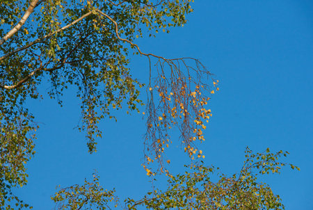 Hanging out under a blue sky. A beautiful and natural shot of an outdoor setting.の写真素材