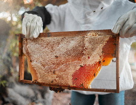 Honey, bees and beekeeper hands with honeycomb on production farm. Farming, food nutrition industry...