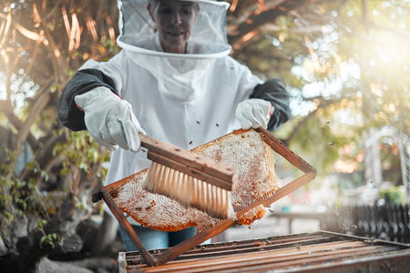 Honey, bee farming and beekeeper with brush to extract raw product, natural and organic with safety suit for small business. Beekeeping, farmer and sustainable, honeycomb with protection and harvest.の写真素材