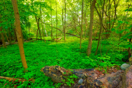 Lush forest in the spring. A very sharp and detailed photo of the famous saturated Danish forest in springtime.の写真素材