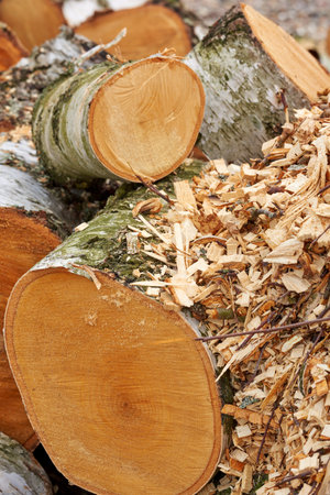 Firewood of birch. Birch tree - very fine firewood. Clearing up the garden.