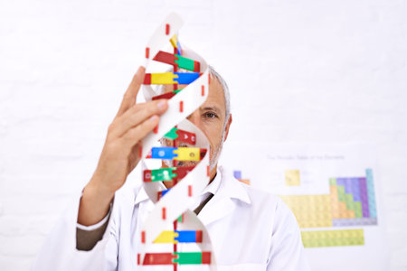 The building blocks of all life. a mature male scientist working on a model of a DNA molecule.