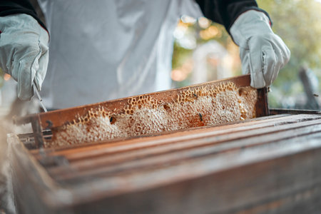 Beekeeping, honeycomb and worker in production of honey in agriculture industry. Bees, process and hands of a beekeeper in sustainable farming of sweet, organic and natural food on a farm in natureの写真素材