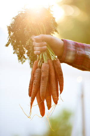 Pesticide free. a woman holding a bunch of freshly picked carrots.の写真素材