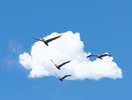 The freedom of flight. A flock of birds flying through the sky.の写真素材