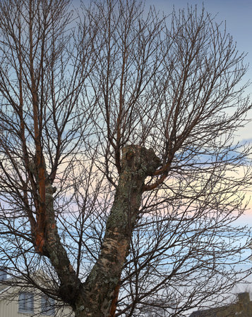 Tree, sky and branch growing in a forest against a sky background with harmony, peace and zen in...