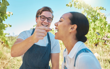 Love, agriculture and couple on a vineyard in happy moment sharing grapes on a wine tasting farm. Man and woman together having sweet fun while farming in nature in the countryside during the summer.の写真素材