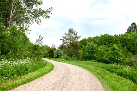 Garden, forest or park with a path between lush green trees, plants and leaves in nature on a sunny...