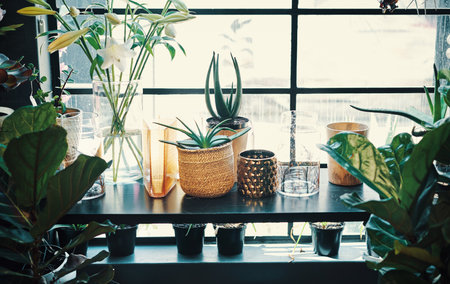 The calm before the storm. aloe vera plants on a desk in an empty floristry during the day.の写真素材