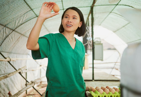 Woman, egg quality and check on farm, chicken and poultry with agriculture and natural, organic and free range eggs. Japanese farmer in greenhouse, farming and sustainable business in rural Japan.の写真素材