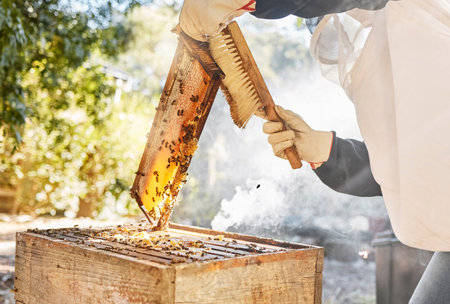 Honey, production and beekeeper with brush and honeycomb wood frame while working on bee farm for sustainability, food and farming process. Hand of farmer cleaning box for maintenance of beesの写真素材
