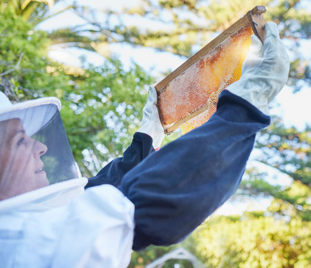 Bee farm, honey frame and woman checking honeycomb outdoors. Beekeeping, startup and female small...