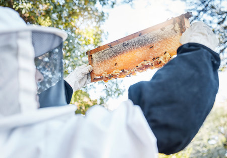Honey, bees and bee farm employee with honeycomb frame ready for agriculture harvest and production....
