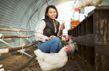Chicken eggs, woman and farmer check barn for agriculture inspection, quality control or eco bird production. Poultry farming, sustainable production and hen house for food economy in animal industryの写真素材