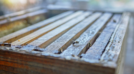 Bees, beekeeping and farm with wood box for honey production, natural and organic product outdoor....