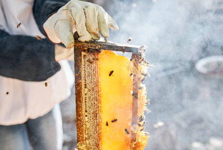 Beekeeper, hands and person with honeycomb frame at farm outdoors. Beekeeping, smoke and owner,...