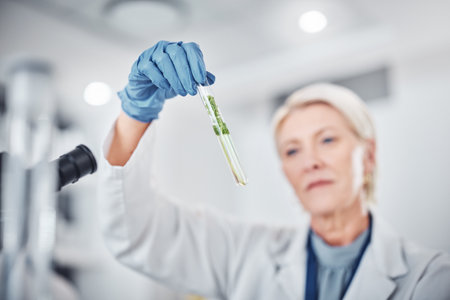 Science, plants and senior scientist with a test tube doing ecology research in a laboratory. Sustainable, agriculture and female botanist studying and analyzing natural leaves in glass vial in a labの写真素材