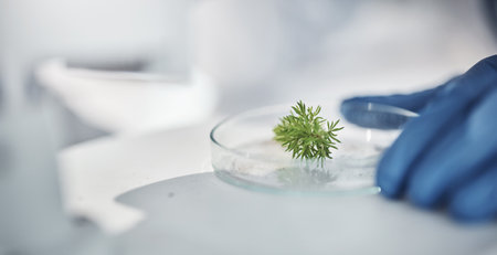 Science, research and hands with plants in petri dish for horticulture lab test, examination and study. Laboratory, agriculture and leaf for biotechnology, forensic analysis and microscope sampleの写真素材