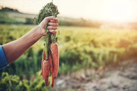 They are going to taste great later. an unrecognizable mans hand holding a bunch of carrots with green vegetation in the background.の写真素材