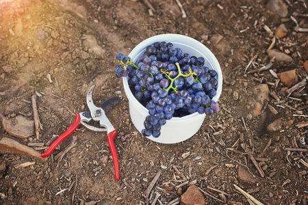 Theyre a fine reward for your efforts. freshly cut grapes on the ground.の写真素材