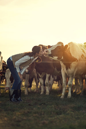 Give mommy a kiss. a female farmer pretending to kiss one of her cows in a field.の写真素材
