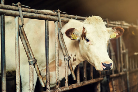 Even cows need a little alone time. a white cow standing inside a pen in a barn.の写真素材