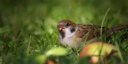 Sparrow. Sparrows are a family of small passerine birds, Passeridae. They are also known as true sparrows, or Old World sparrows, names also used for a particular genus of the family, Passer.の写真素材