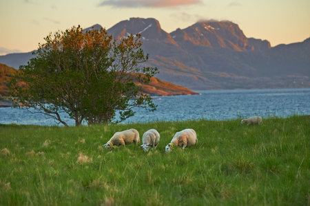 Beautiful Norwegian landscape. Coastal sunset near Bodo, Nordland, Norway.の写真素材