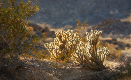 Ganders Cholla Cactus - Cylindropuntia ganderi. Ganders Cholla Cactus (Cylindropuntia ganderi) in...