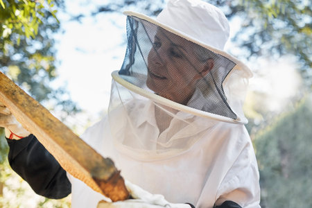 Beekeeping, frame and honeycomb inspection from a beekeeper, sustainable food or natural farming....