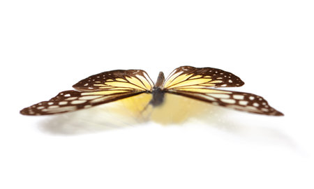 Butterfly on display. Studio shot of a butterfly with its wings spread out isolated on white.の写真素材