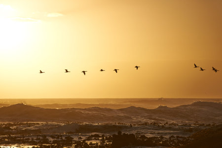 Migrating to a warmer climate. Birds flying over a South African landscape at sunrise.