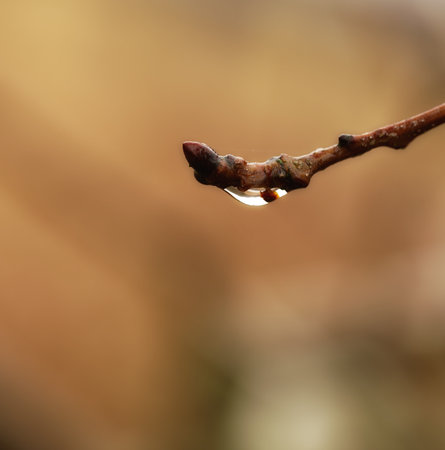 A photo a spring bud in the rainの写真素材