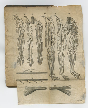 Old anatomy journale. An old anatomy book with its pages on display.の写真素材